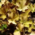 Heuchera villosa 'Caramel'